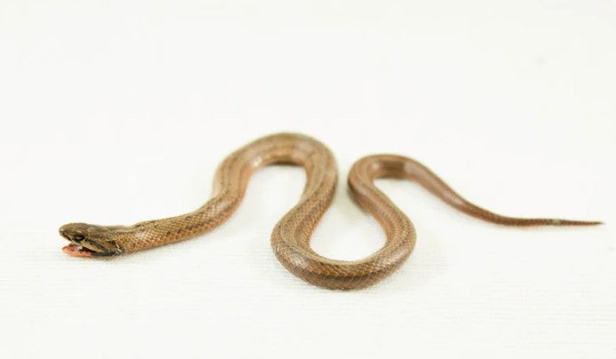 SIMBOLOGIA SERPENTE